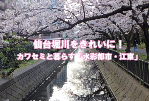main_img