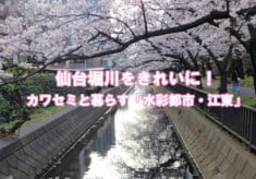 仙台堀川をきれいに！ カワセミと暮らす「水彩都市・江東」