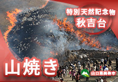 春を呼ぶ風物詩！国内最大級のカルスト台地・秋吉台山焼き