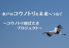 「水戸のコウノトリを未来へつなぐ ｜コウノトリ羽ばたきプロジェクト｜」