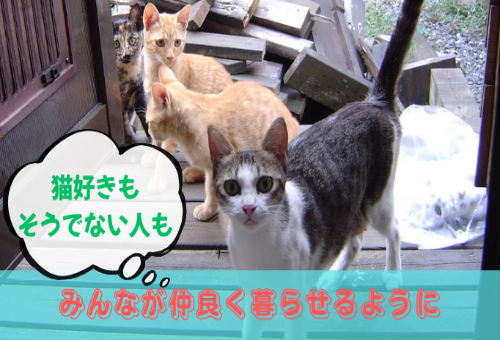 main_img