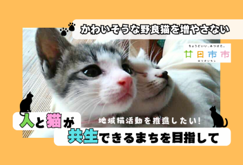 main_img