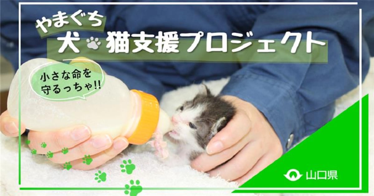 犬猫保護活動家ミルク様 hq720.jpg?sqp=-