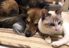 「人と動物が共に健康に生きていけるまち」の実現を目指して