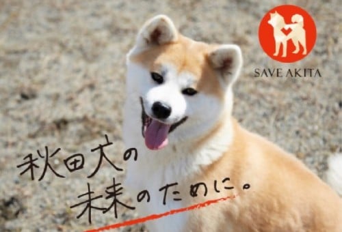 main_img