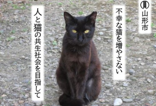 main_img