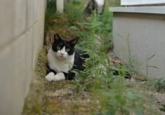 猫で繋がる輪「にゃ輪（わ）」　人と猫が共生できる社会を目指して