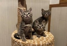 人と猫が幸せに暮らせるまちをめざして－猫によるトラブルを減らし、不幸な猫をゼロにしたい－