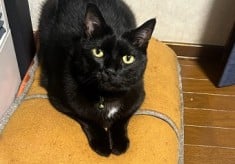 飼い主のいない猫の不妊・去勢手術へご支援を
