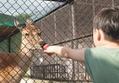 野生鳥獣類の救護所を担う山形県内唯一の動物園。７０年以上続く動物園が１００年先も動物たちとともに笑顔で過ごす未来のために。