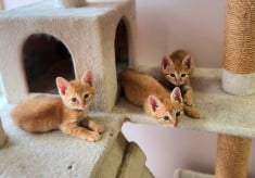 動物と共生するまちづくりプロジェクト