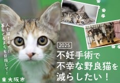 【2025】不妊手術で不幸な野良猫を減らしたい！～ 人も猫も幸せに暮らせるまちを目指して～