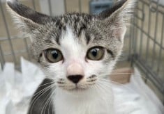 【第3弾】人と猫が互いに幸せになれるまちを目指して『不妊去勢手術支援プロジェクト』