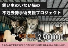 【 NEXT GOAL 】飼い主のいない猫の不妊去勢手術支援プロジェクト