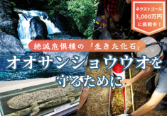 【ネクストゴール3,000万円に挑戦】「生きた化石」オオサンショウウオを守り、 豊かな自然を未来につなげるための研究施設をつくりたい！