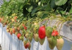 あまおう観光農園を開設して、地域のにぎわいづくりに貢献したい！
