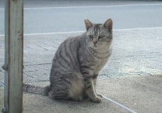 猫たちが　もっと×3　幸せに暮らす伊勢に!!