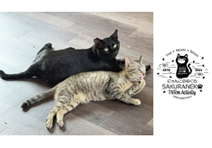 『小さな命を守りたい。地域猫と人が、そっと寄り添い合う社会へ。』