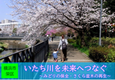 吉田兼好の歌にも詠まれた「いたち川」を未来へ ～栄区いたち川のみどりの保全・さくら並木の再生～