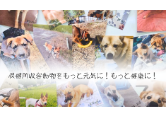 保健所収容動物をもっと元気に！もっと健康に！治療費、飼料費支援プロジェクト