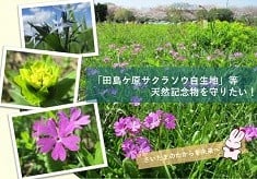「田島ケ原サクラソウ自生地」等天然記念物を守りたい！（第4弾）