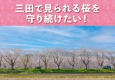 三田で見られる桜を守り続けたい！ー三田さくら物語プロジェクトー