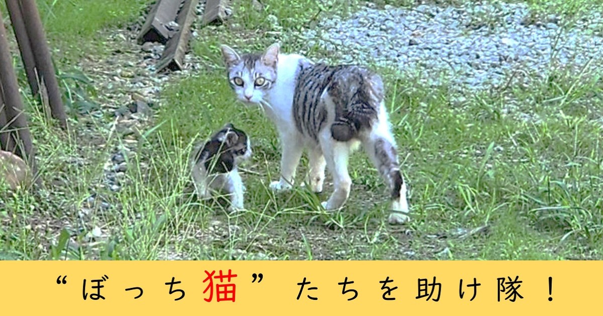 山形県南陽市】Nyanyo Cityの“ぼっち猫”たちを助け隊！｜ふるさと納税
