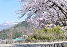 長山公園さくらプロジェクト【第３弾】様々な桜が長期間楽しめるスポットにしたい！