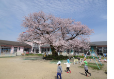 庄下保育所エドヒガン桜樹勢回復プロジェクト2025