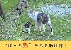 【山形県南陽市】Nyanyo Cityの“ぼっち猫”たちを助け隊！