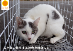 第2弾「増やさない」・「命を守る」ひなたの猫応援プロジェクト