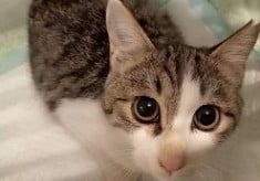【第７弾】猫の命を守るTNRを推進し、人と動物が共存できるまちへ