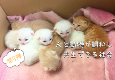 【第９弾】猫の不妊・去勢支援で不幸な猫の命を守りたい「人と動物が共生できる社会をめざして」