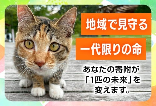 main_img
