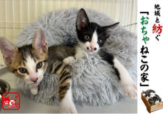地域と紡ぐ保護猫ハウス「おちゃねこの家」プロジェクト