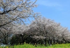 さくらで交流の輪を広げる！町田さくらまつり支援プロジェクト