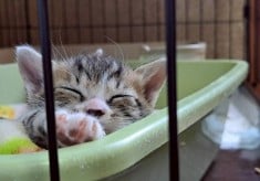 「人と猫の幸せな共生社会」の実現のために ～飼い主のいない猫たちの不妊去勢手術にご支援をお願いします～