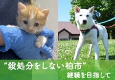 「つなぐサポート」プロジェクト ー殺処分をしない柏市を継続するためにー