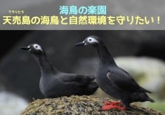 海鳥の楽園・天売島の海鳥と自然環境を守りたい！