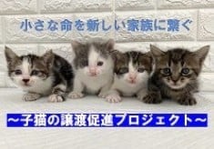 【第２弾】小さな命を新しい家族に繋ぐ　子猫の譲渡促進プロジェクト