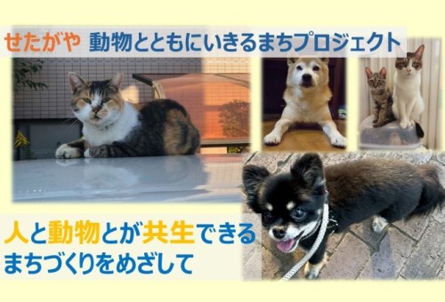 main_img