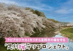 桜が消失のピンチ！！ クビアカツヤカミキリから足利市の桜を守る 「足利桜守りプロジェクト」