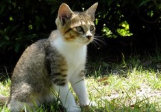 【今治市】人と猫が共生できるまちづくりのために（2025年度実施分）	