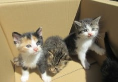 【不幸な犬・猫のいない町、日進市！】（2025年度）犬・猫の避妊去勢手術支援で、人と動物が安全に暮らせるまちを目指して！
