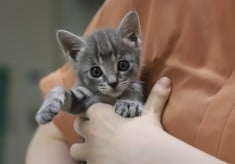 【第３弾】人と猫が幸せに暮らせるまちへ