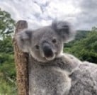 プロジェクトオーナー