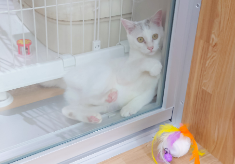 動物の命を守り、「人と動物の共生する社会の実現」をめざします！