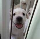 プロジェクトオーナー