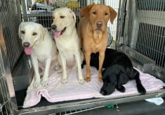 未来の盲導犬と視覚障がい者の笑顔を守るため、車両入替にご協力をお願いします！