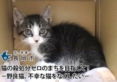 猫の殺処分ゼロのまちを目指して！　－野良猫、不幸な猫をなくしたい－